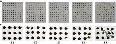 Seed Germination Mechanism of Carex rigescens Under Variable Temperature Determinded Using Integrated Single-Molecule Long-Read and Illumina Sequence Analysis